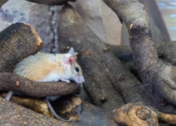 tiny mice can hold the key to a healthcare revolution in the future 120753