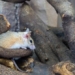 tiny mice can hold the key to a healthcare revolution in the future 120753