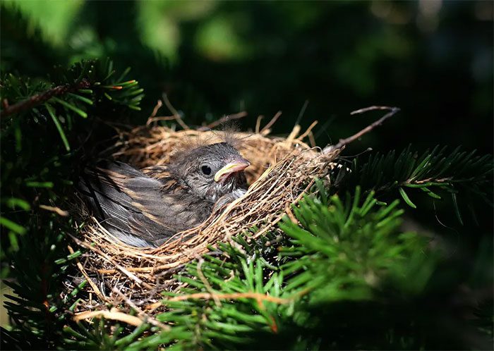 A common cup nest.