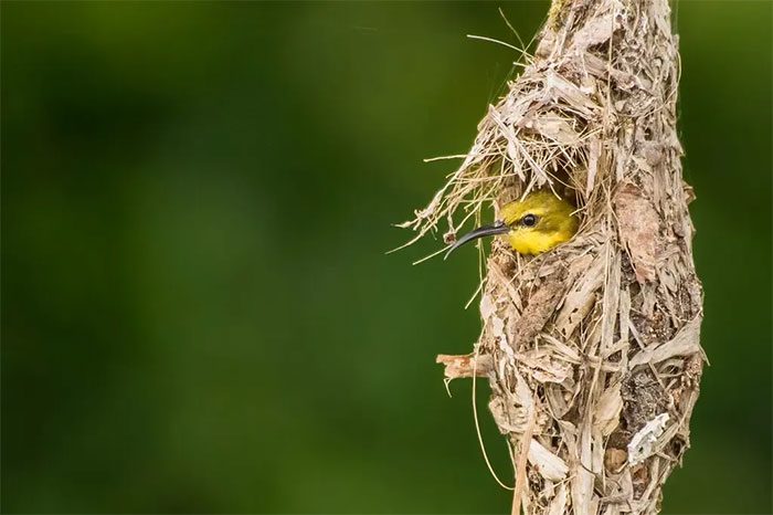 A purple-throated hummingbird inside its domed nest