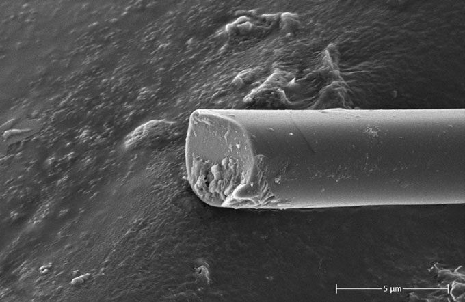 Super-strong silk is thinner than original silkworm silk and has a size comparable to spider silk.