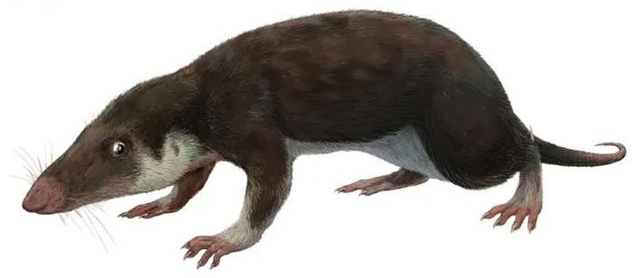 The ancestor of today's mammals was a small shrew-like creature