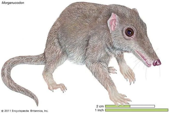Morganucodontids