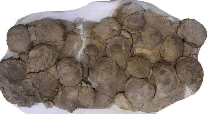 Dinosaur eggs