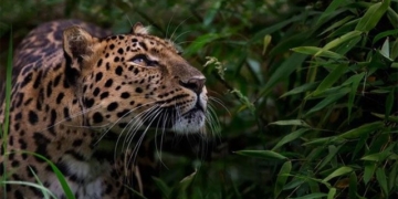today these types of animals will be extinct 123114