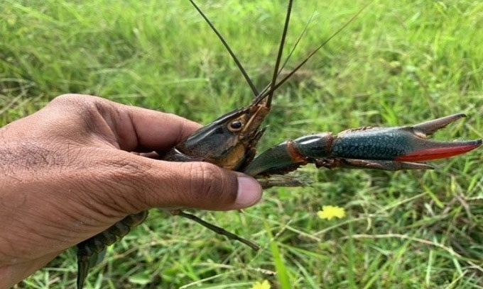 Red Claw Crayfish