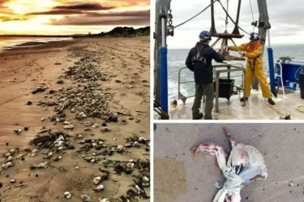 The scene of the mass die-off of lobsters and fish on the northeast coast of England