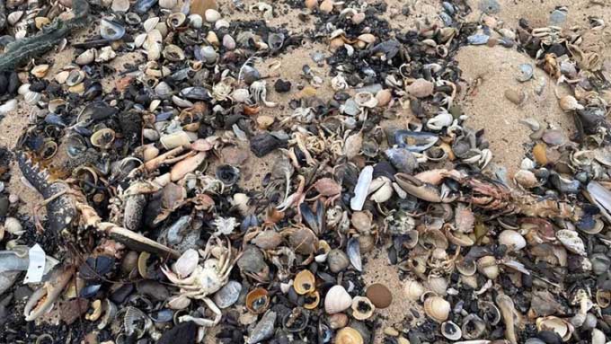 Mass deaths of crabs on the coast of England, suspected to be due to pyridine waste.