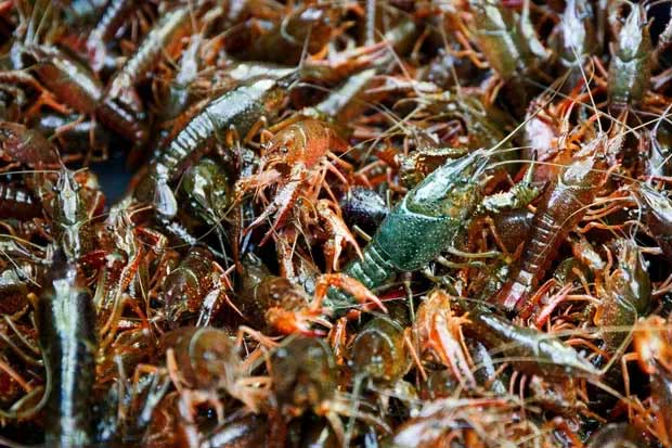 This species is extremely dangerous to the native ecosystem.