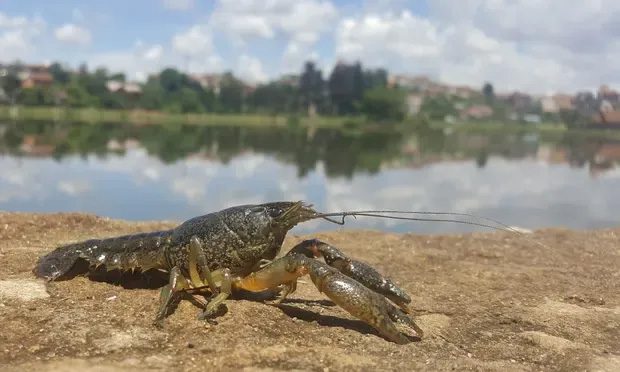 Marbled crayfish.