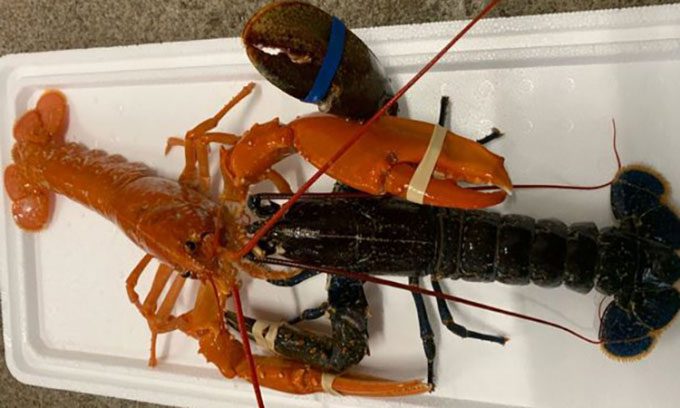The orange lobster caught by Oran Boyd on June 10.