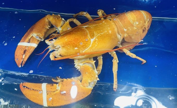 The yellow lobster displayed at the seafood store on Nguyen Van Linh Street, District 7