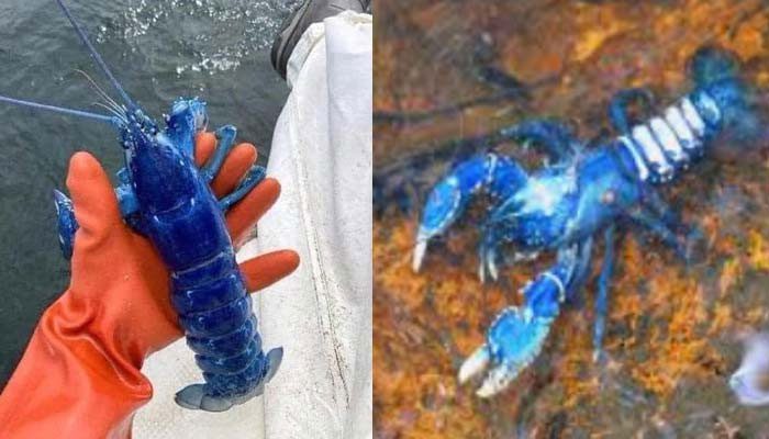 Extremely rare blue lobster in the wild