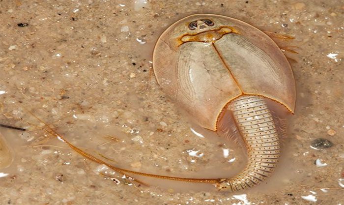 Long-tailed Tadpole Shrimp (Triops longicaudatus)