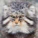 top 3 cute animals in the world that are actually very violent 123902