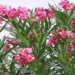 top 4 beautiful flowers that should not be kept in the house as they affect health 120994