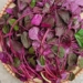 top 5 types of vegetables rich in calcium more than milk supplement daily to prevent osteoporosis 122702