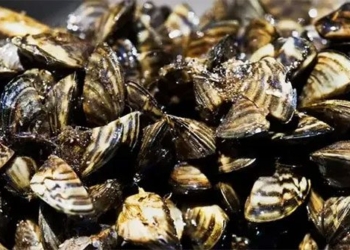 top 6 plant species in asia that are a nightmare for americans 118522