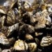 top 6 plant species in asia that are a nightmare for americans 118522