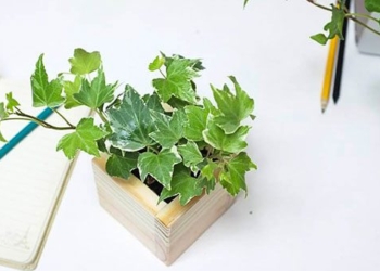 top 6 types of aquatic plants to place on your desk 124143