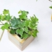 top 6 types of aquatic plants to place on your desk 124143