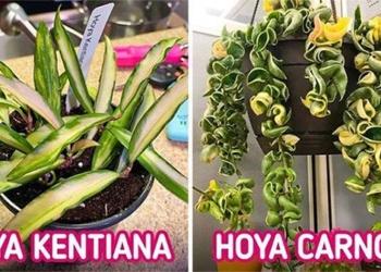 top 6 types of fragrant plants that help keep your room smelling fresh 124457