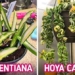 top 6 types of fragrant plants that help keep your room smelling fresh 124457