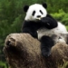 top 7 fascinating facts about the cute bear species that will surely surprise everyone 120803