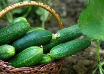 top 8 foods to reduce appetite and boost fat burning 120408