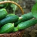 top 8 foods to reduce appetite and boost fat burning 120408