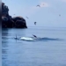 tourists excited to see 12m long blue whale appearing at de gi beach binh dinh 121987