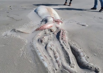 tourists surprised when discovering 4m long crocodile on new zealand beach 123002