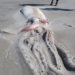 tourists surprised when discovering 4m long crocodile on new zealand beach 123002