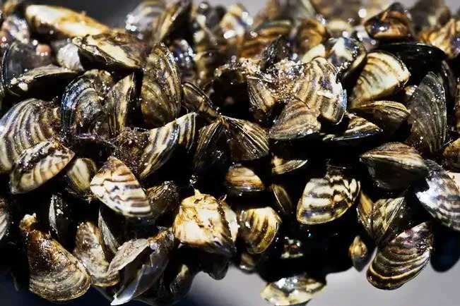 Zebra Mussel