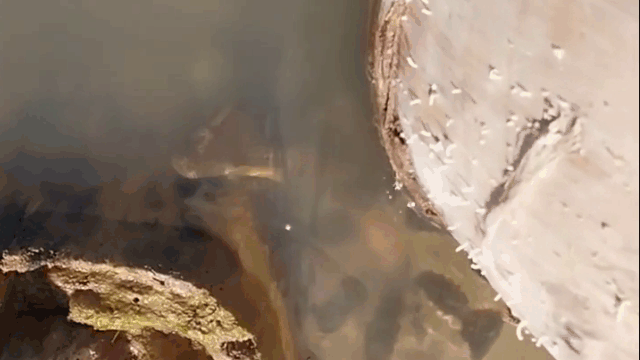 The anaconda lunges out of the water to attack the man.