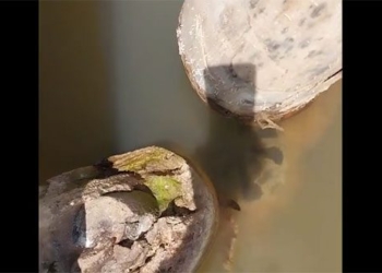 tran anaconda unexpectedly phi spirits escape water need man 121908