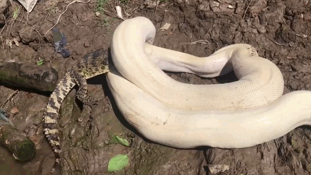 Albino Burmese python constricting a short-snouted crocodile.