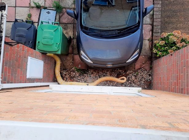 The homeowner used a broom to scare the python, causing it to fall onto a parked car.