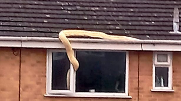 Many were shocked to see the 38 kg python.