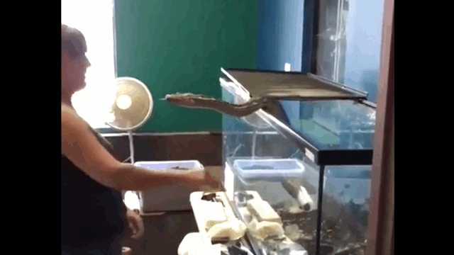 Reticulated pythons are large and powerful enough to kill humans.