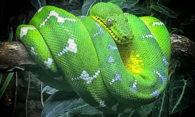 Corallus caninus, a species in the Boidae family believed to have evolved over tens of millions of years.
