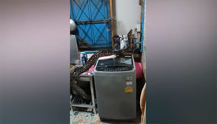 The large python emerging from the drainpipe of the kitchen sink