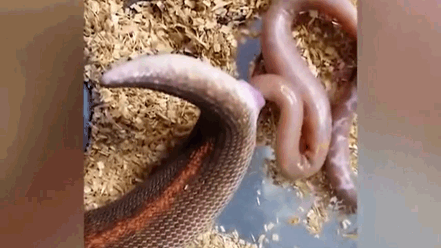 This boa gave birth to a total of 6 baby boas.