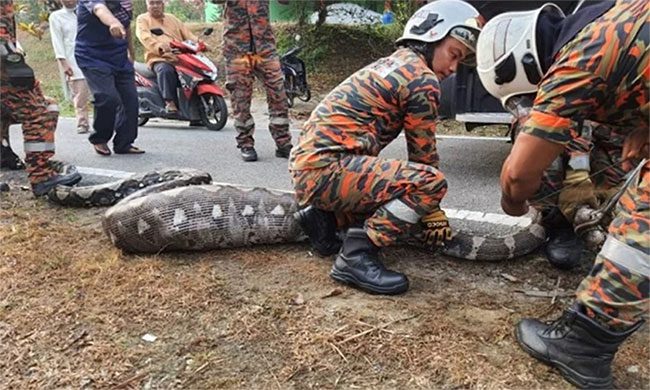 Rescue team captures the reticulated python that wandered into the farm.