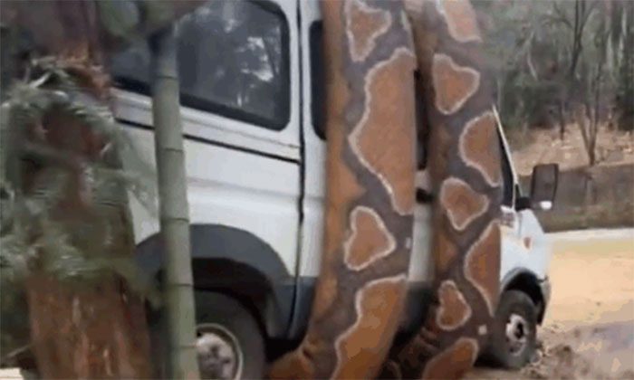 A scene of a python coiling around a car.