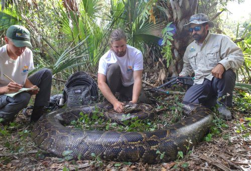 Burmese Python