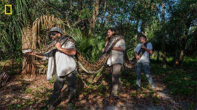 Three people can barely carry this giant python