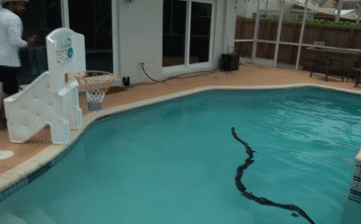Burmese Python under the pool