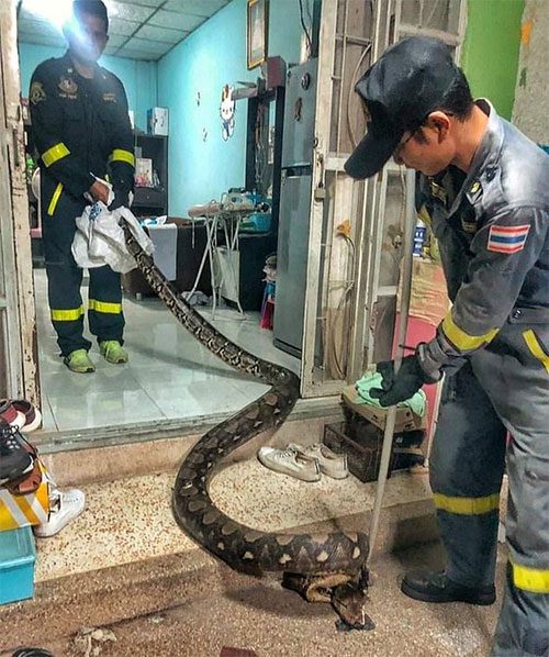The gigantic Burmese python.