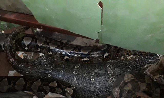 The python "regurgitating" the monitor lizard.